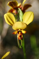 Donkey Orchid