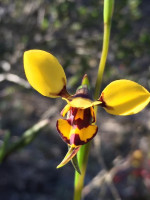 Bee Orchid
