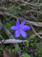 Blue Squill