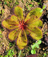 Carnivorous plant