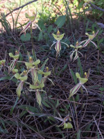 Clown Orchids  Caladenia roei 