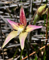 Cowslip  Caladenia flava   x Pink Fairy  Caladenia latifolia  hybrid