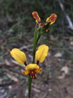 Donkey Orchids