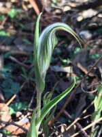 Green Veined Shell Orchid  Pterostylis scabra 