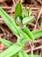 Greenhood  Pterostylis    Carolyn Barber