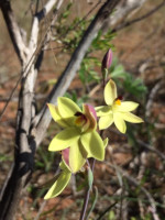 Lemon Scented Sun Orchids  Thelymitra antennifera 