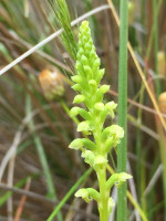 Mignonette Orchid  Microtis 
