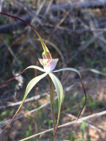 Noble Spider Orchid