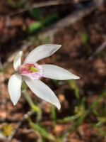 Phelandenia deformis