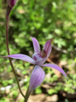 Pink Candy Orchid