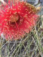 Rose Mallee