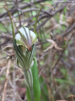 Shell Orchid