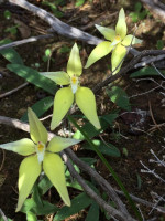 Trio of Cowslip Orchids