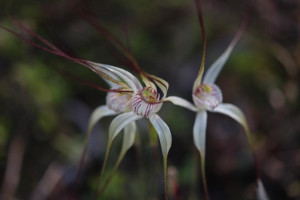 Trio of White Spider Orchids