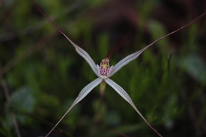 White Spider Orchid