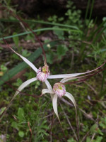 White Spider Orchids
