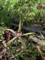 Yellow Spider Orchid