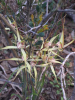 Yellow Spider Orchids   Group
