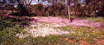 Wildflowers